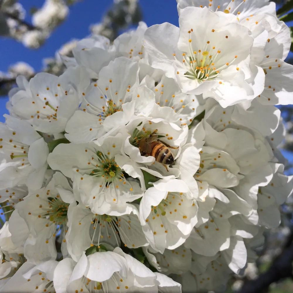 桜の花にとまるミツバチ
