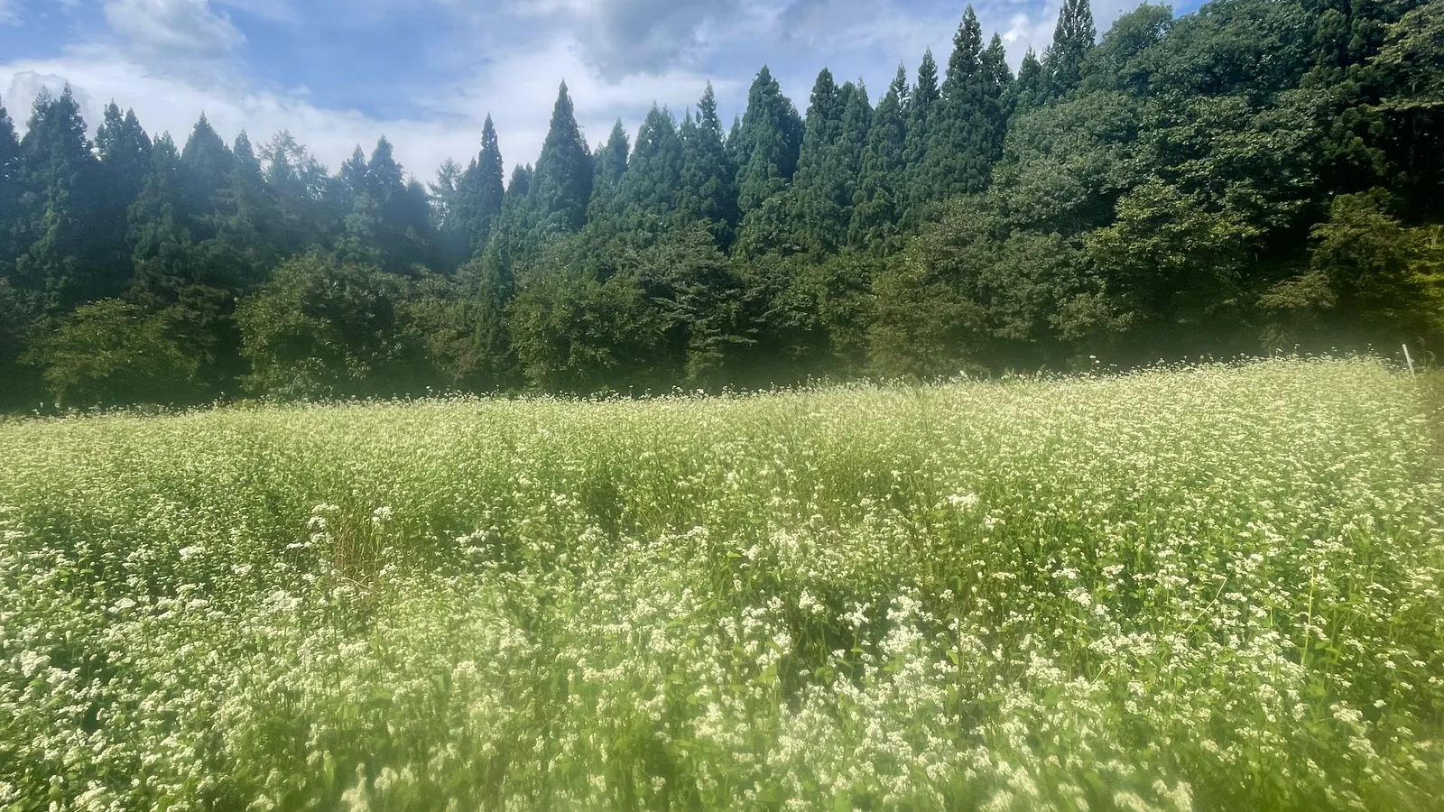 白い花畑と森
